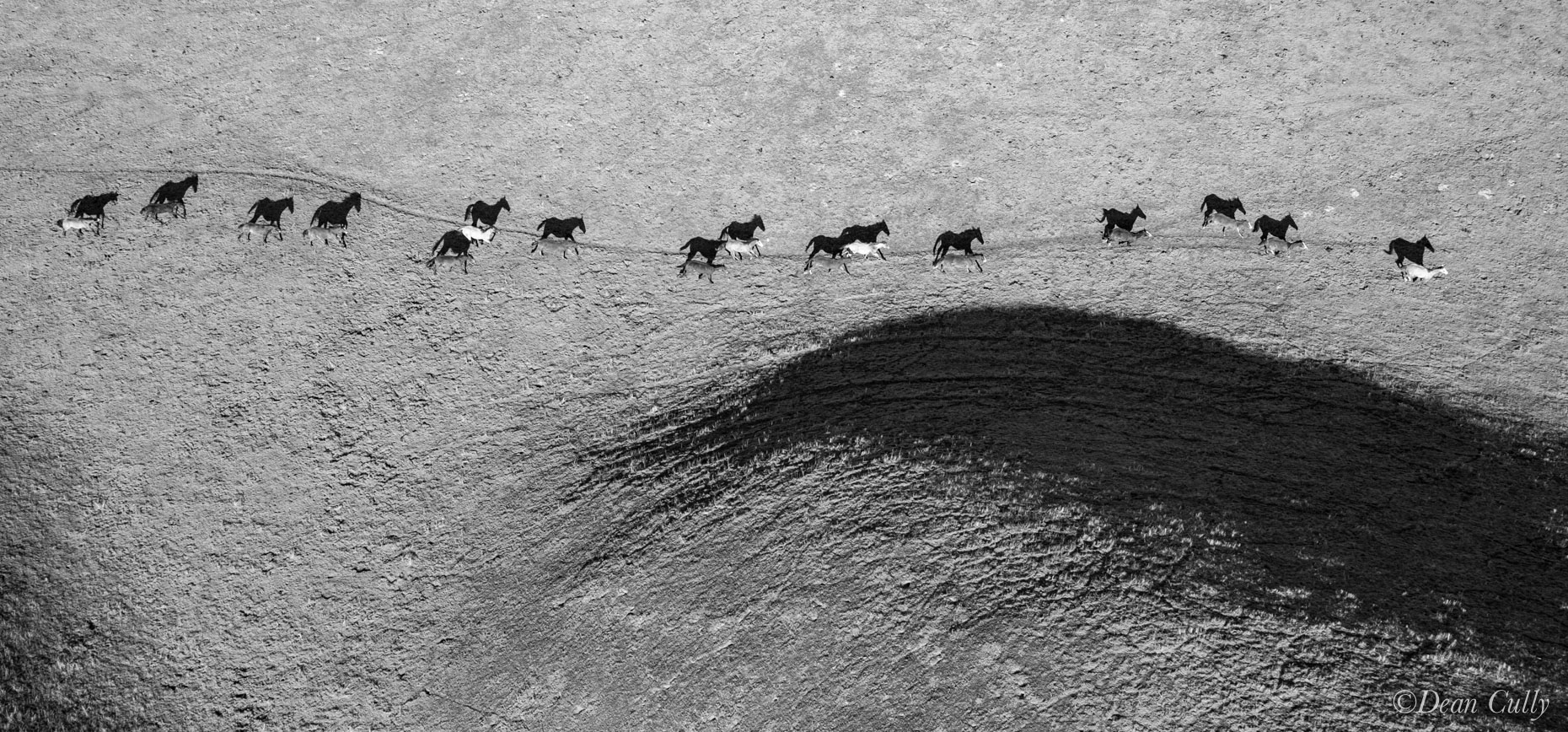 horse_herd_0669