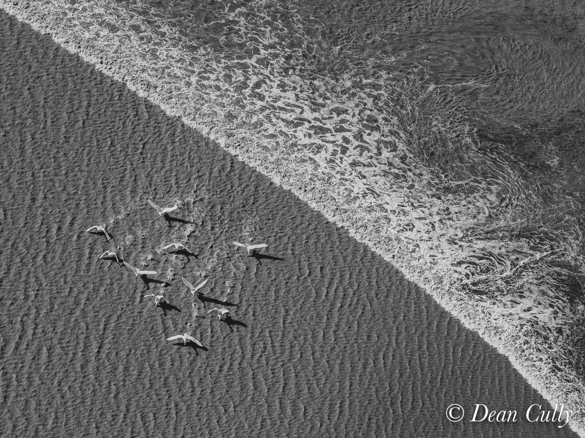 swans_flight_formation_alaska_turnagain_mudflats_boretide_aerial_action_deancully