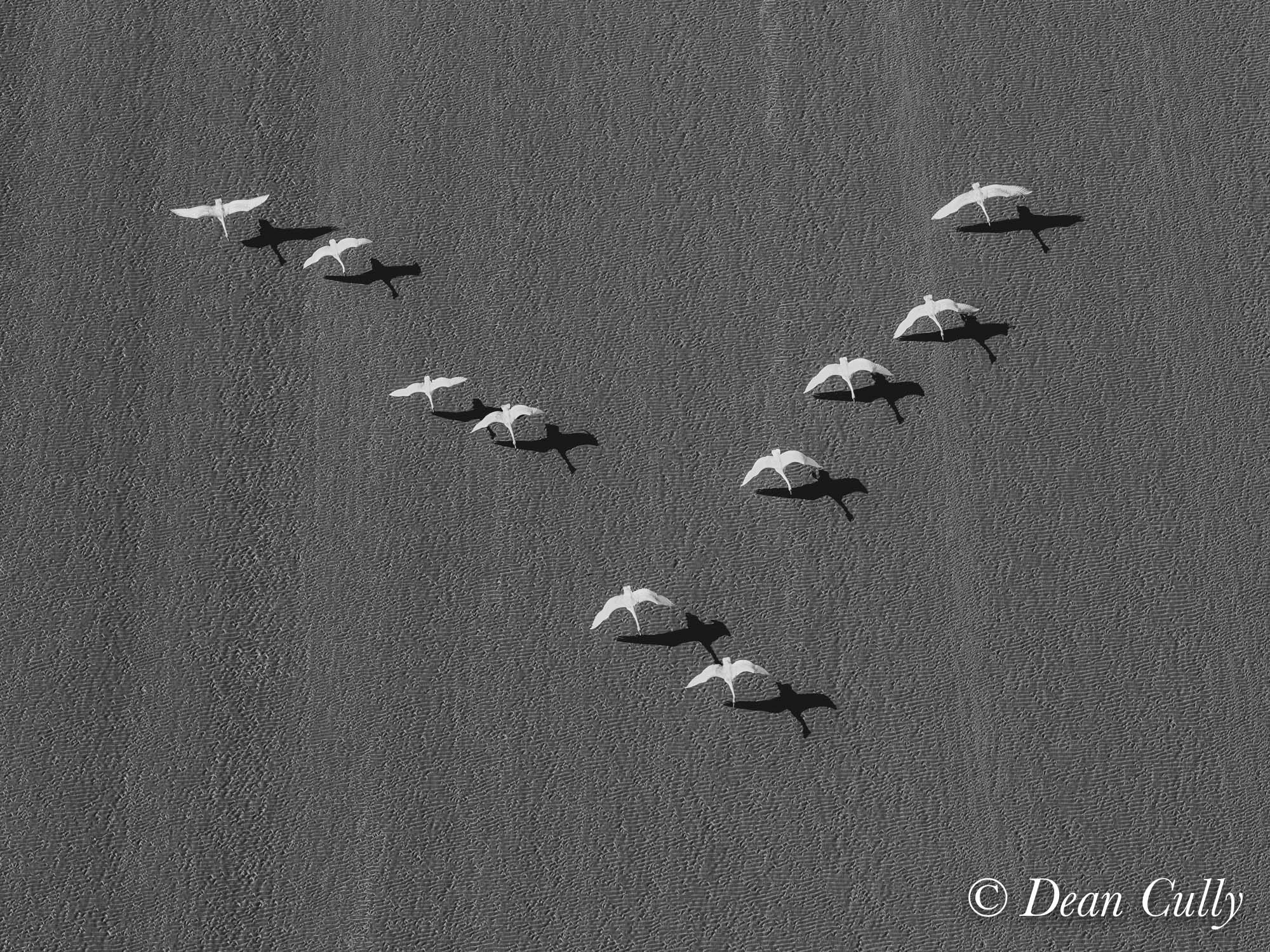 swans_flight_formation_alaska_turnagain_mudflats_aerial_action_deancully