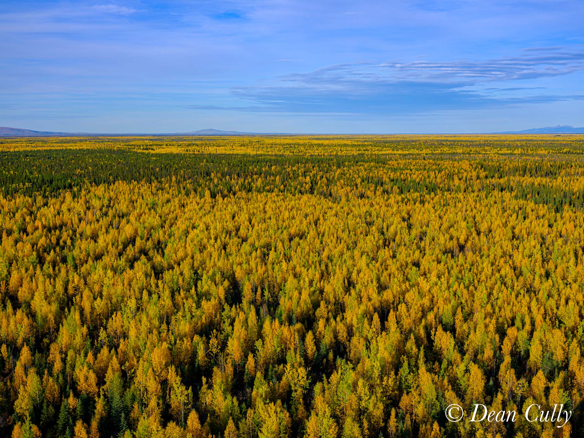alaska_interior_aspen_fallcolor_foliage_denali_landscape_aerial_deancully