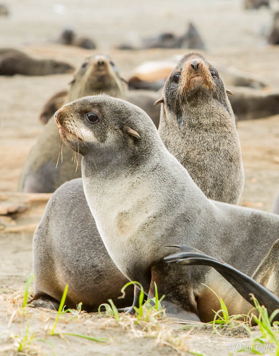 Northern Fur Seals—St. Paul Island, Alaska