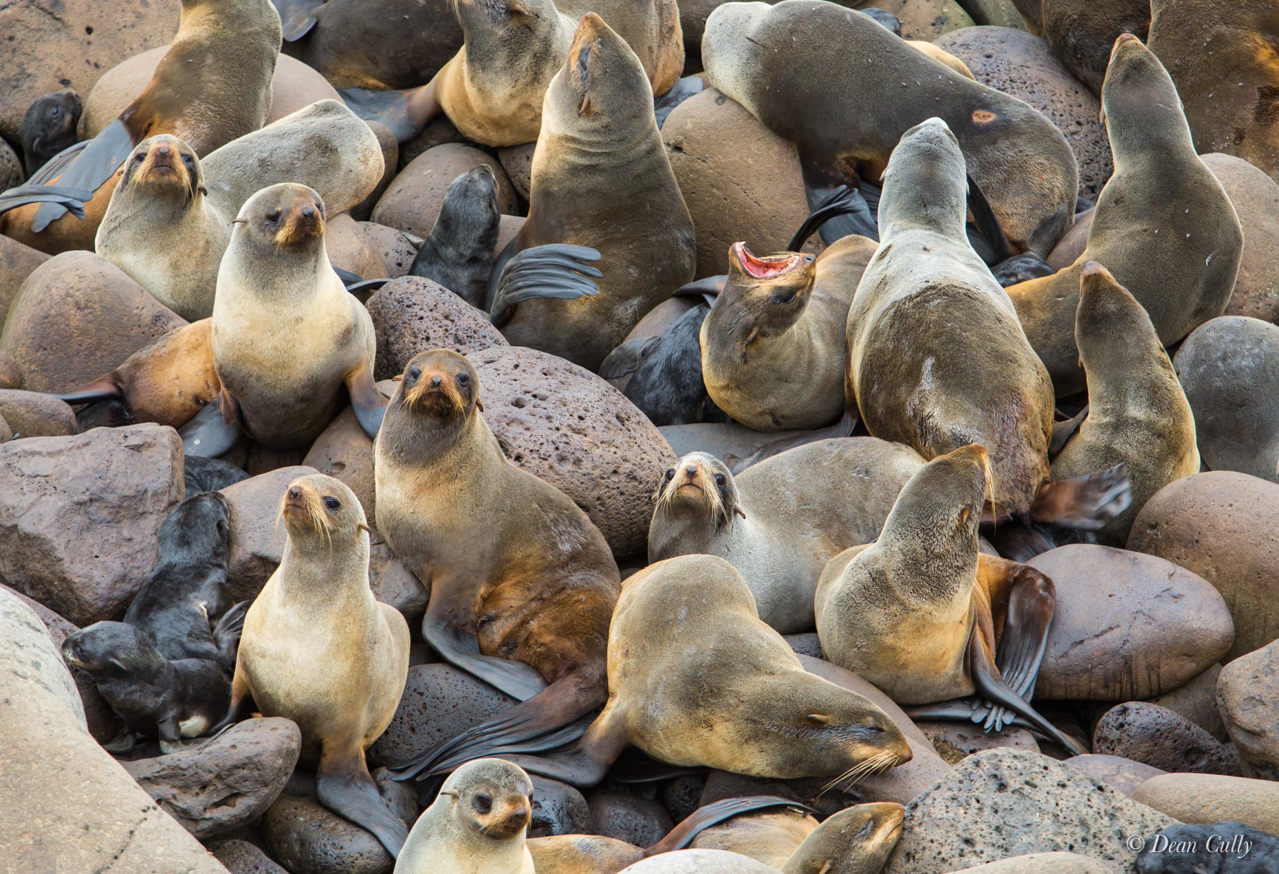 Northern_Fur_Seals_7935