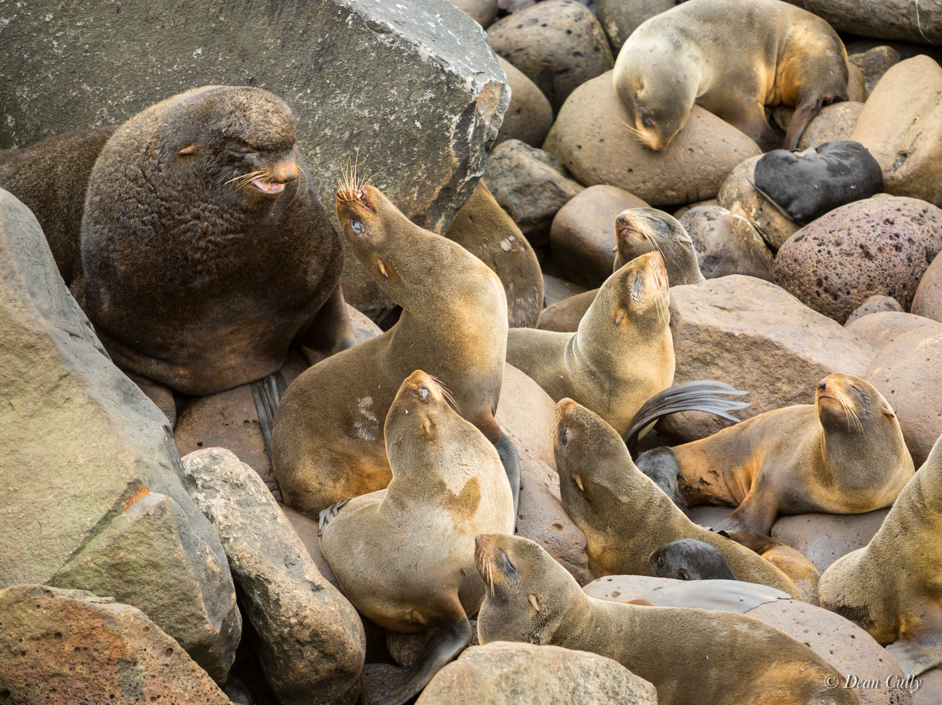 Northern_Fur_Seals_7967