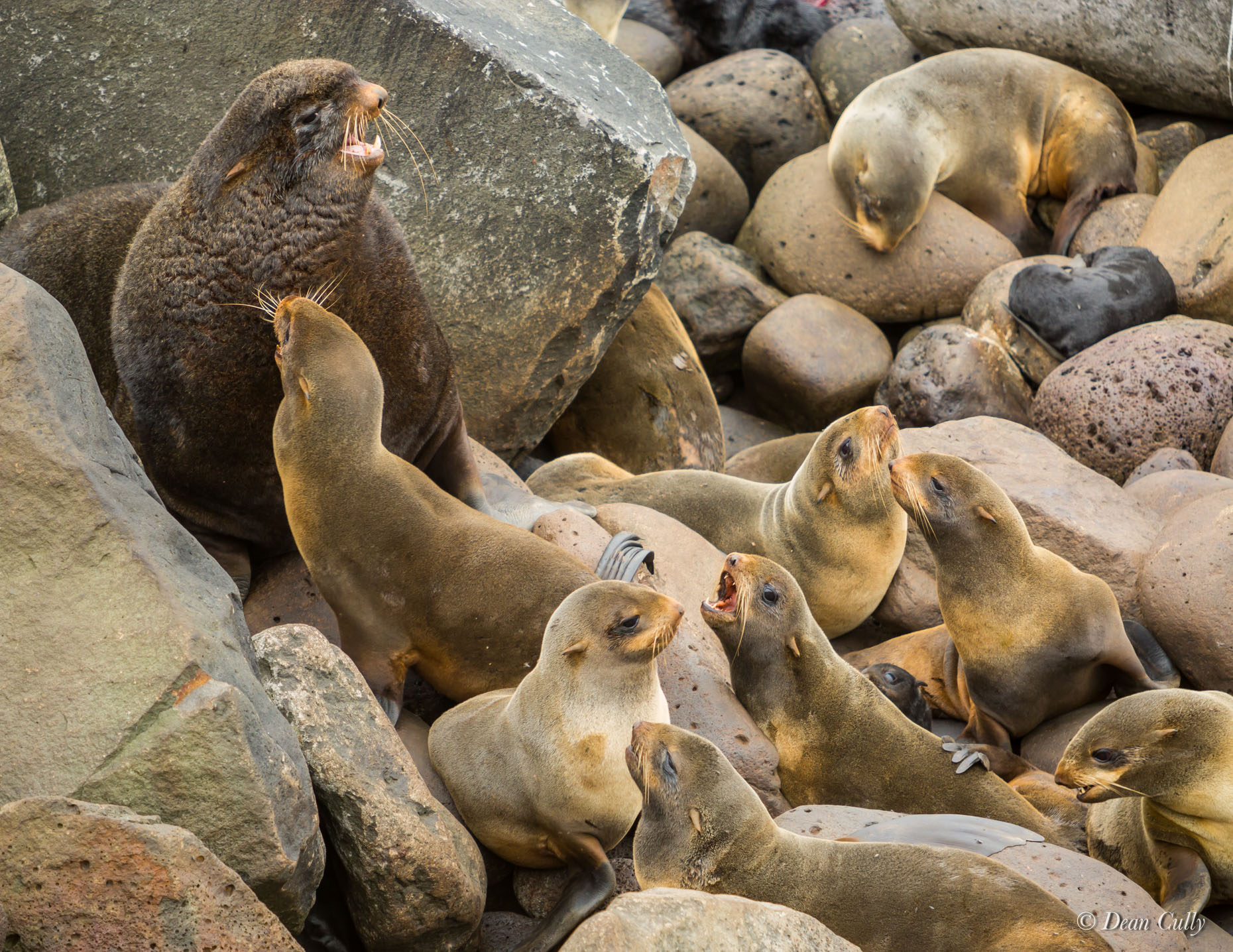 Northern_Fur_Seals_7971
