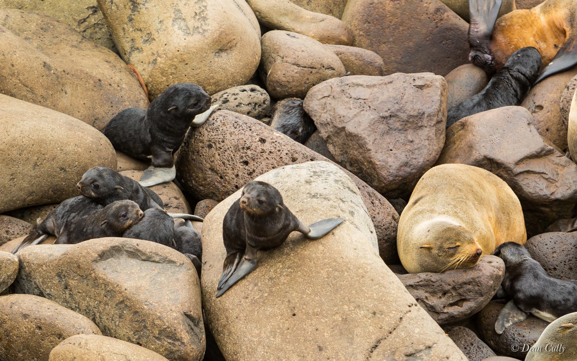 Northern_Fur_Seal_Pups_7983