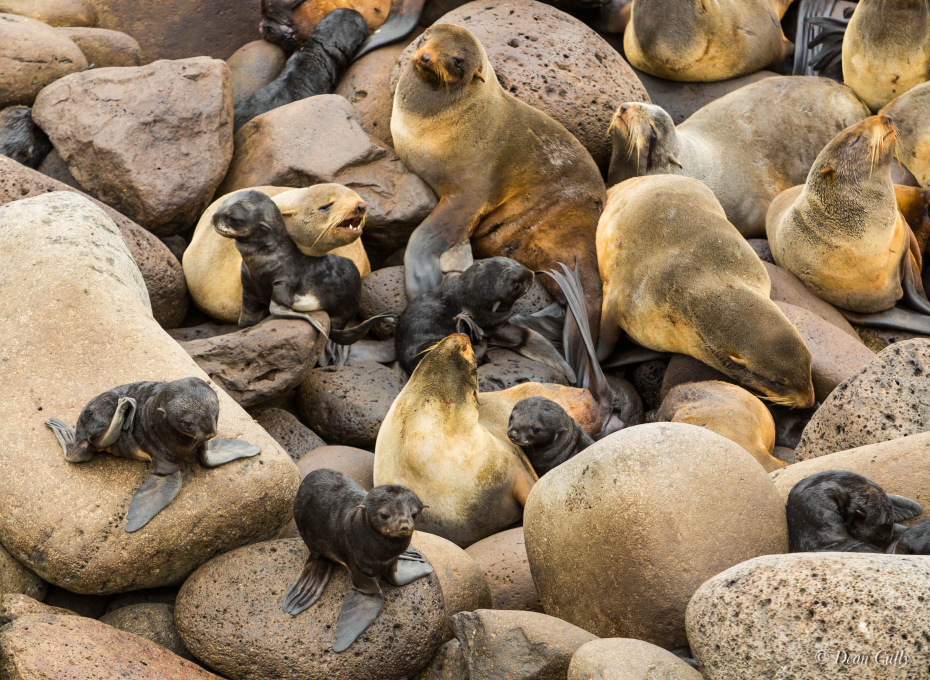 Northern_Fur_Seals_7993
