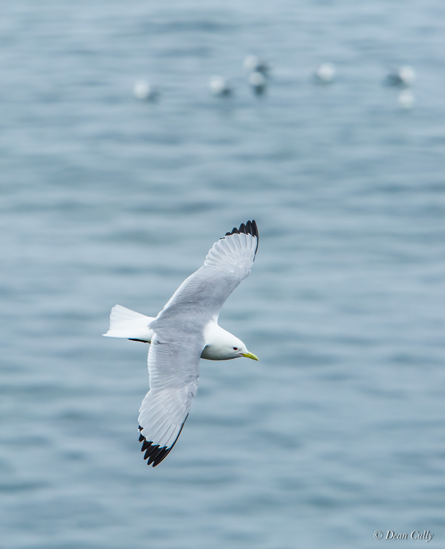 Kittiwake_blacklegged_deancully