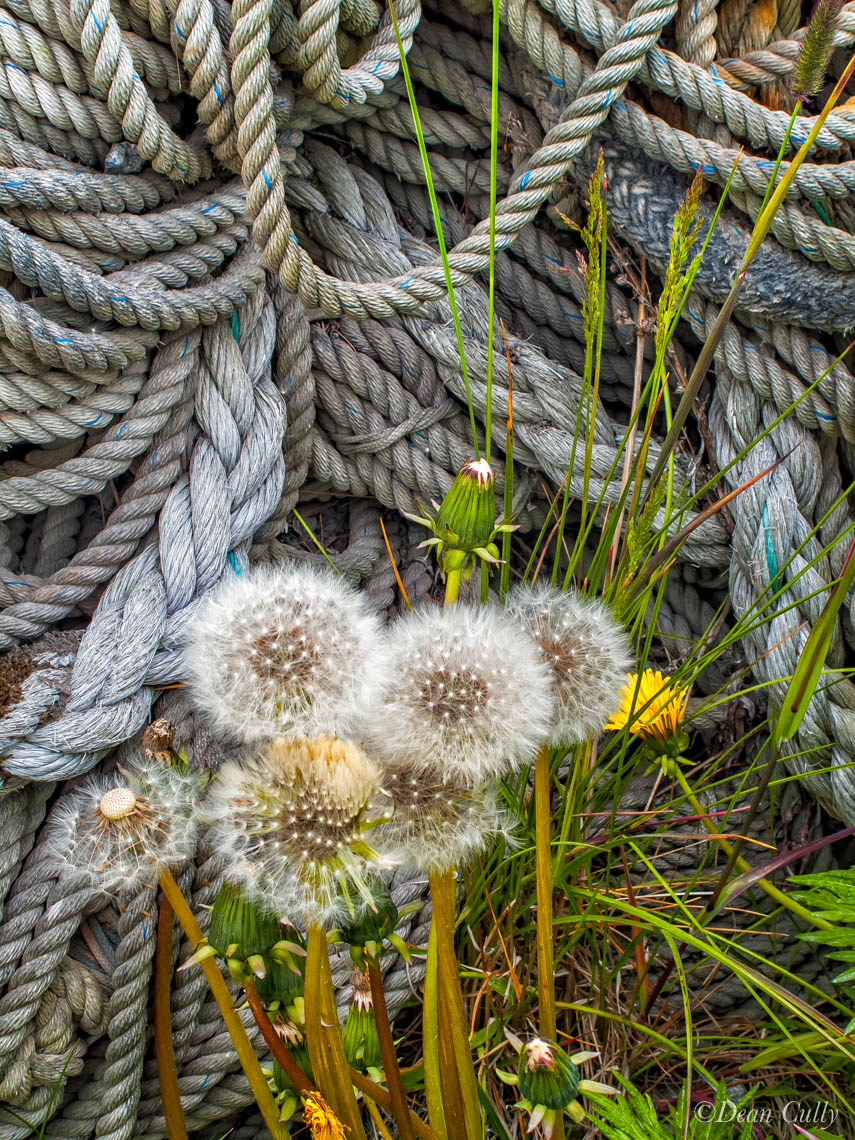 Dutch Harbor: New Dandelions & Old Rope