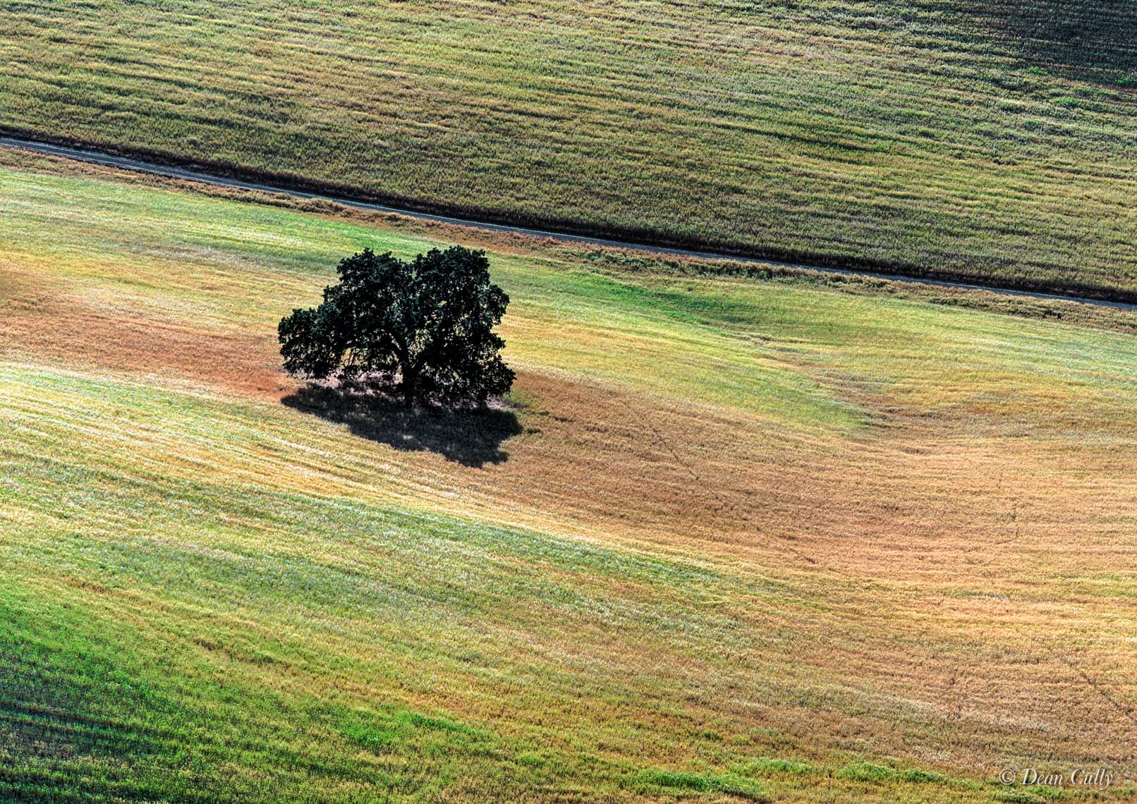 cully_photofolio-colorgrass
