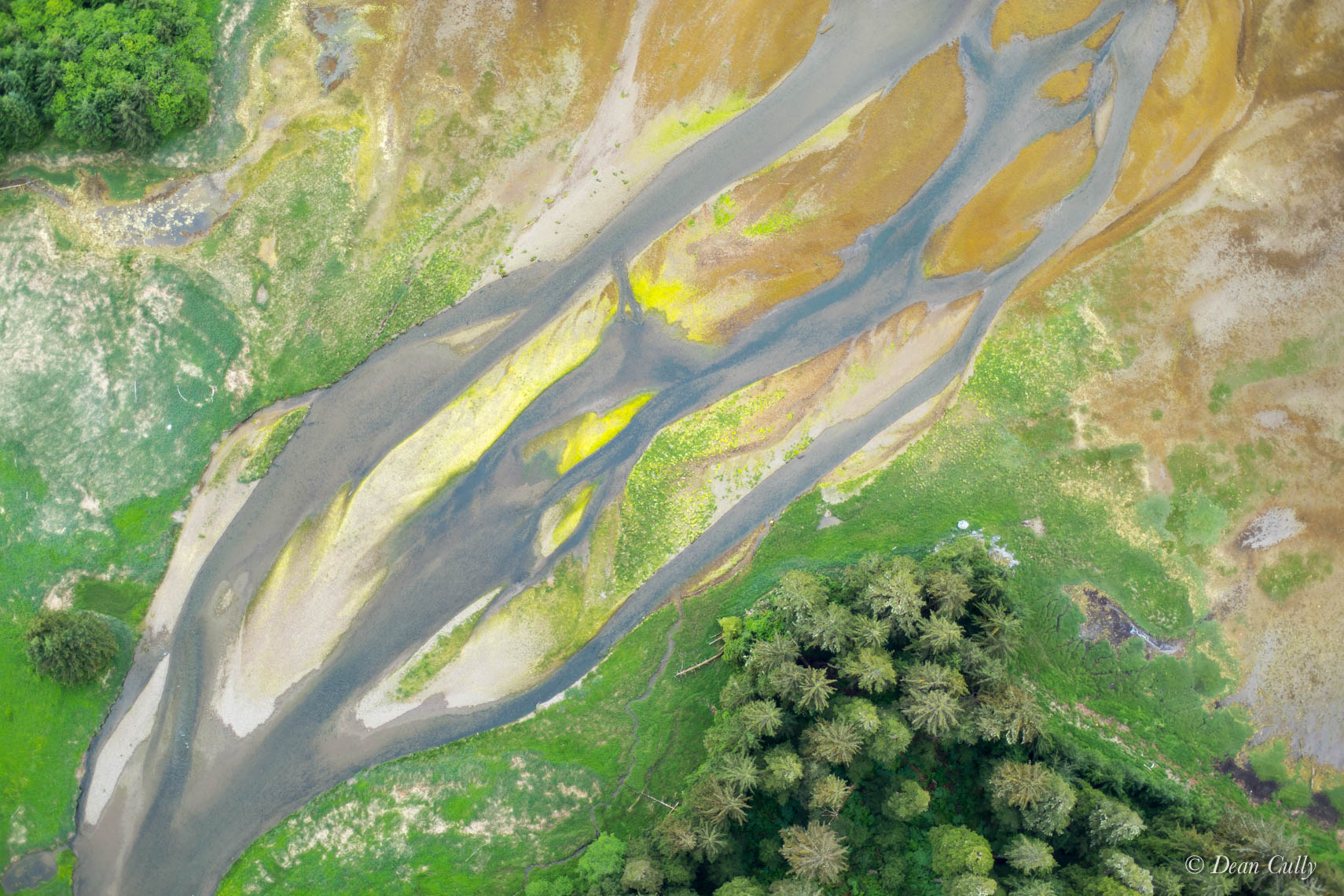 Riverine Green and Gold 0069