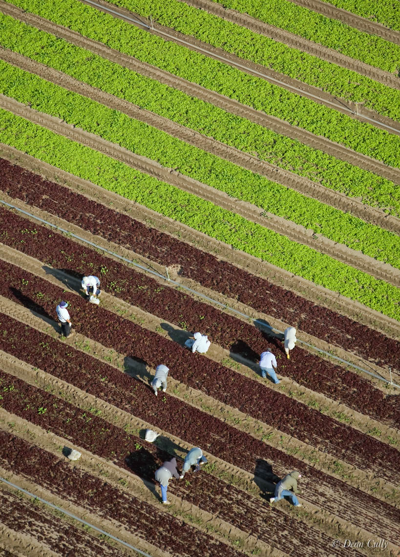Down on the Farm—agricultural workers maintain a carrot field; San Luis  Obispo County, California