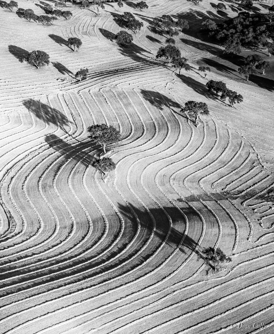 california_oak_trees_hay_rowe_curves_rural_aerial_landscape_san_luis_obispo_county_deancully